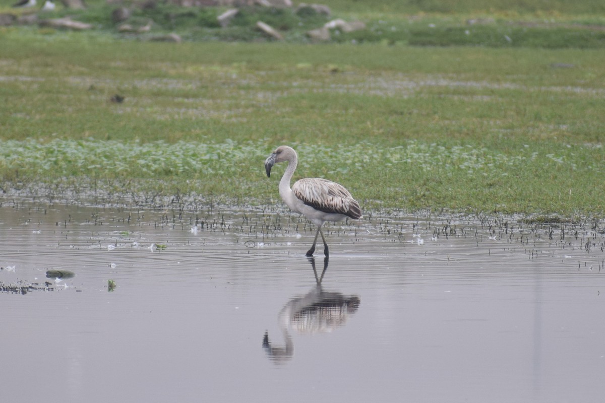 Chilean Flamingo - ML646947573