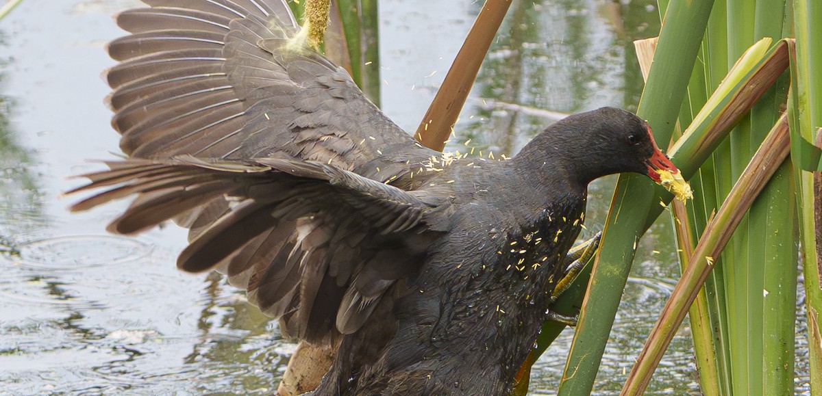 Dusky Moorhen - ML646947574