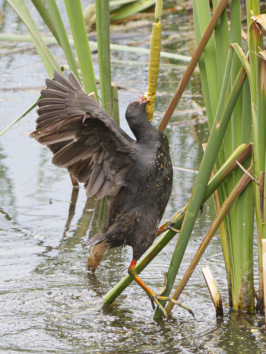 Karaca Sutavuğu - ML646947575
