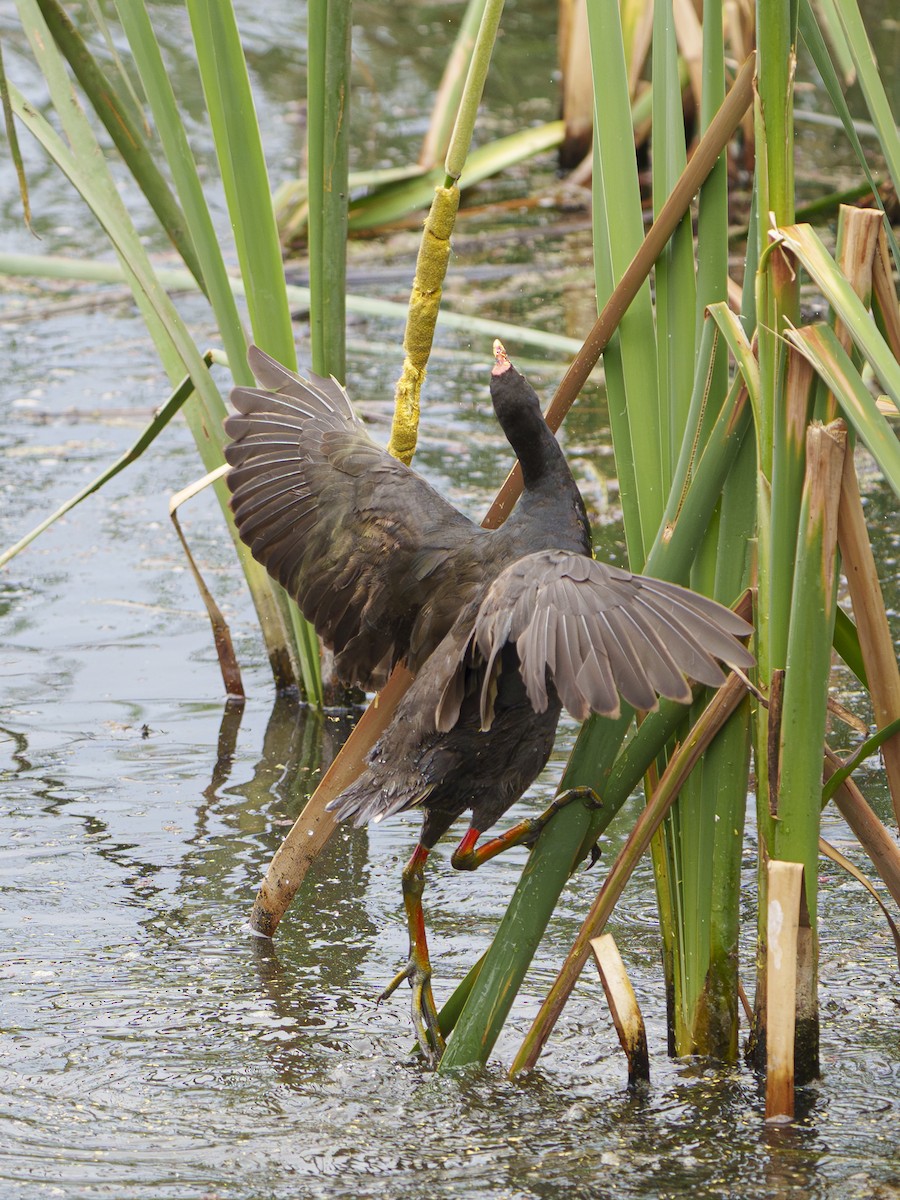 Karaca Sutavuğu - ML646947576