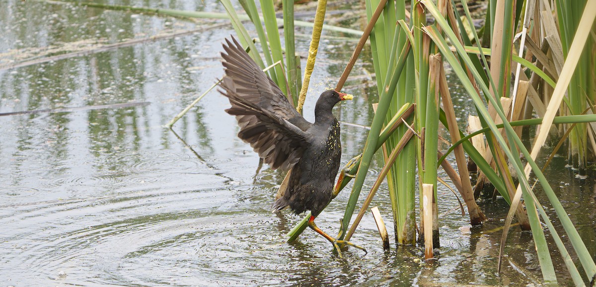 Karaca Sutavuğu - ML646947577