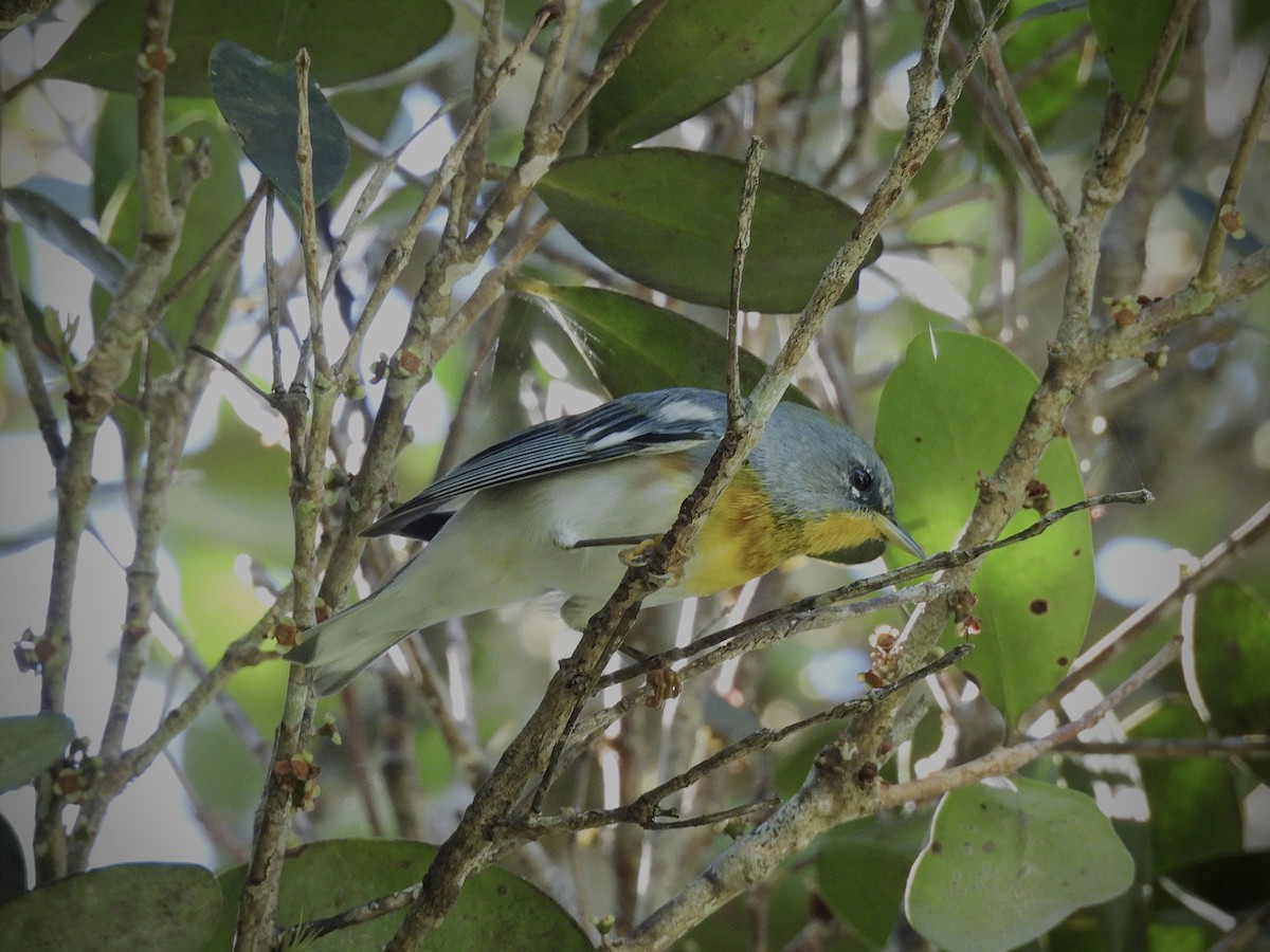 Northern Parula - ML646947579
