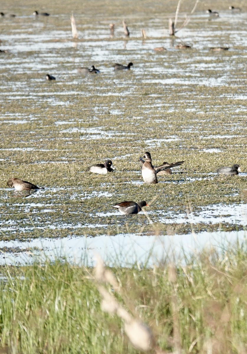 環頸潛鴨 - ML646947580