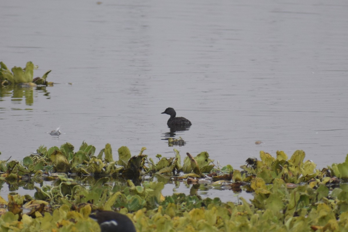 Least Grebe - ML646947581