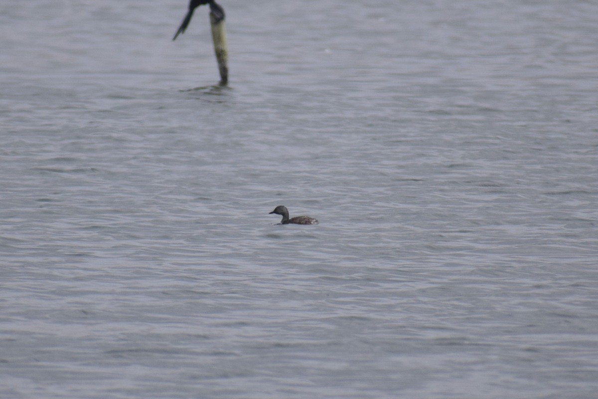 Least Grebe - ML646947582