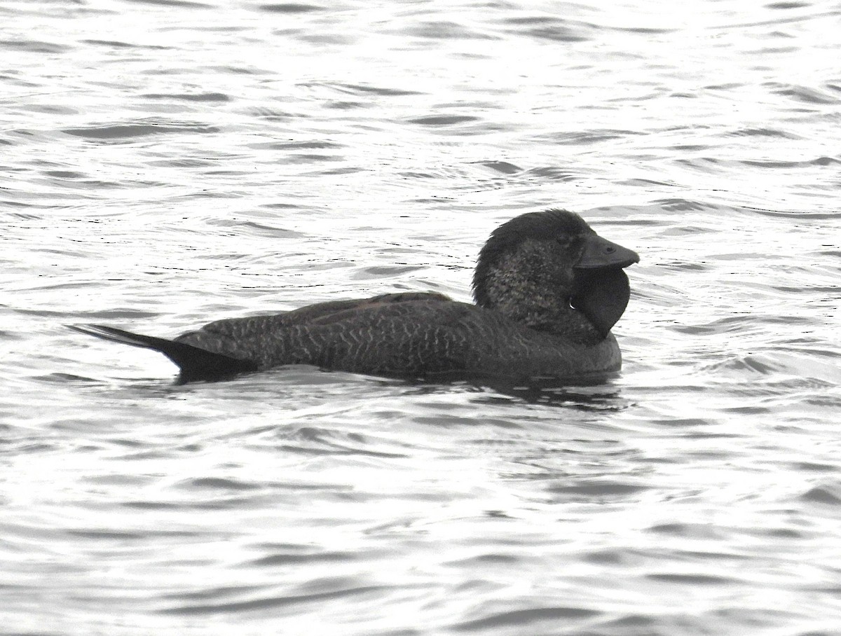 Musk Duck - ML646947583