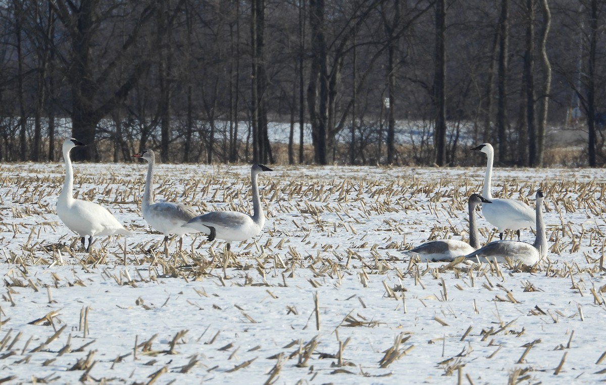ברבור אמריקני - ML646947584
