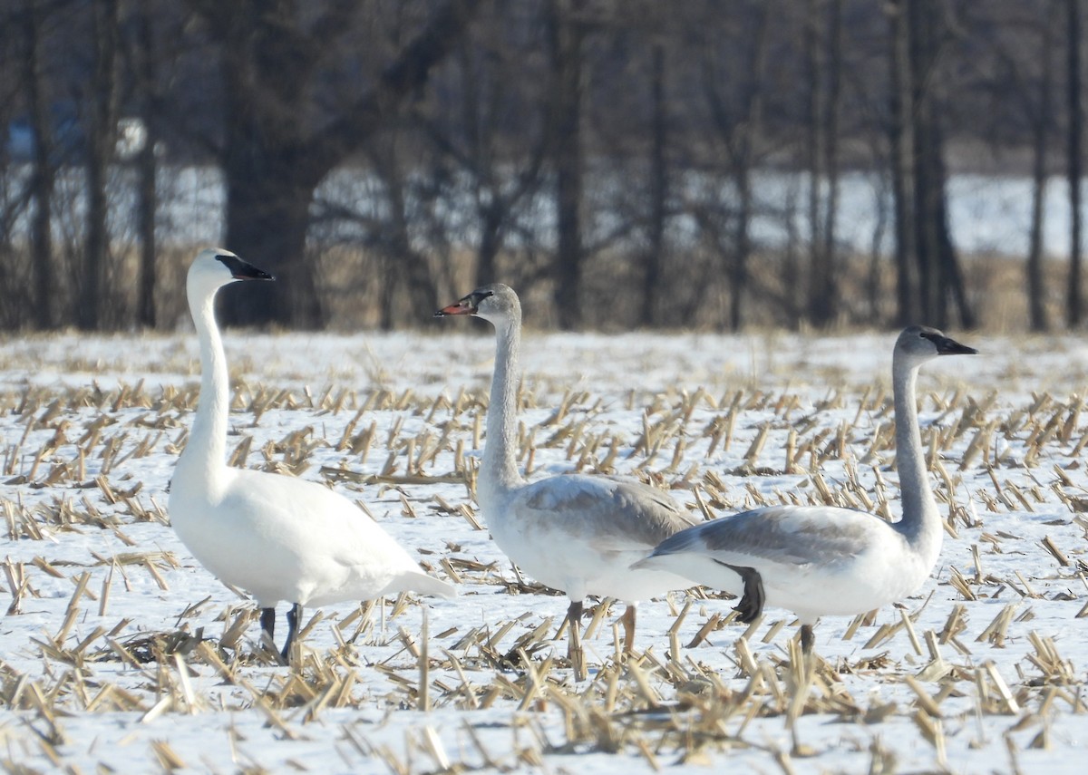 ברבור אמריקני - ML646947585