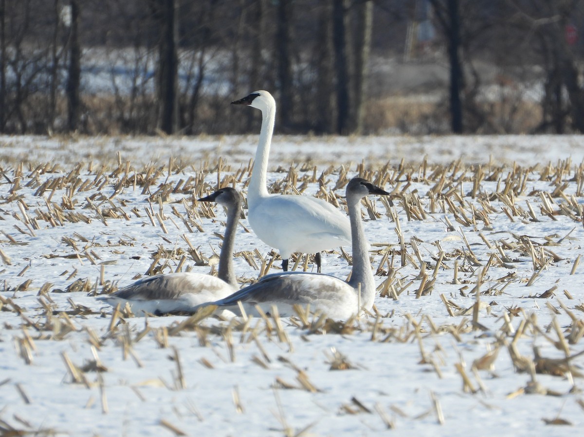 ברבור אמריקני - ML646947586