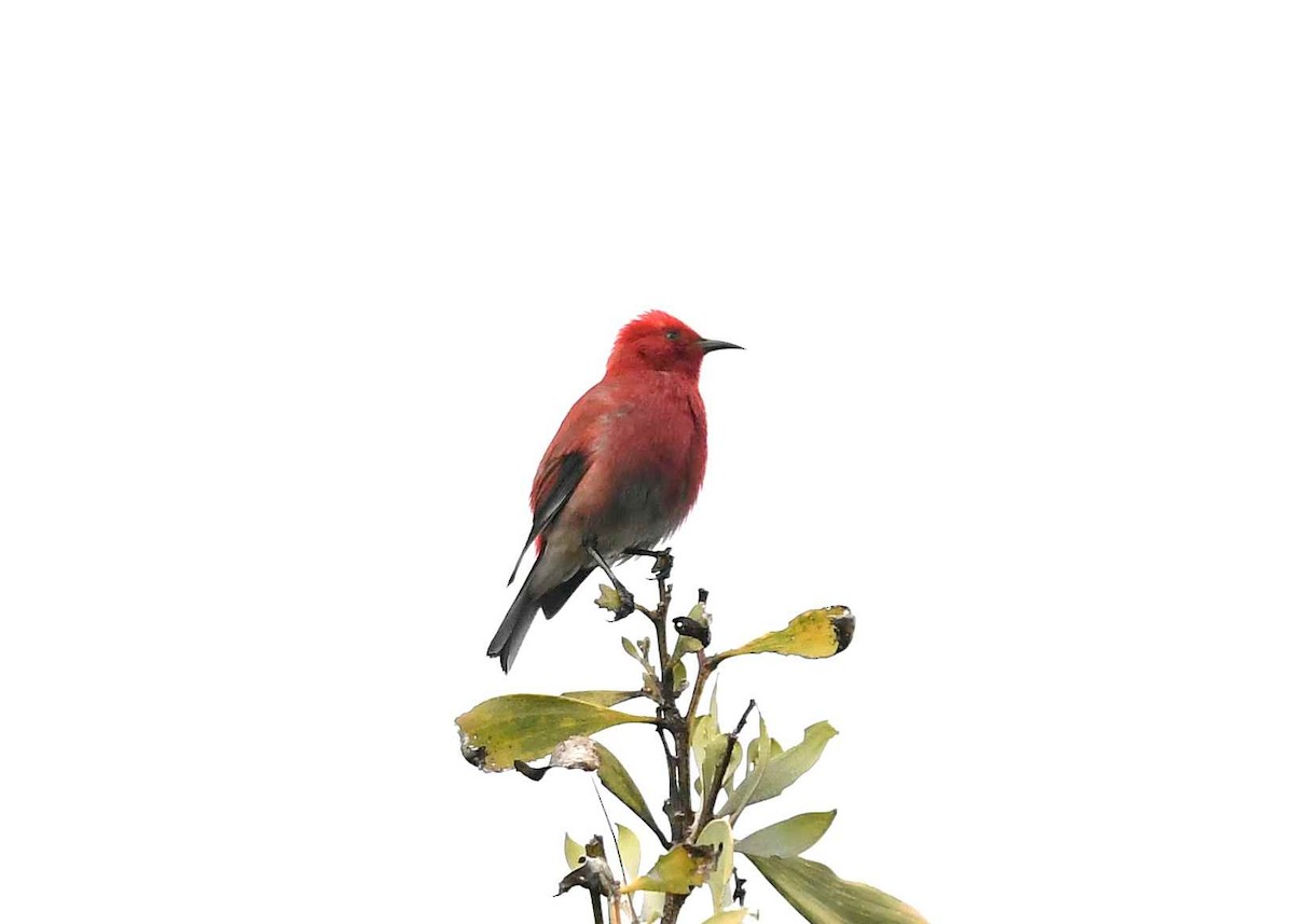 Apapane - ML646947587