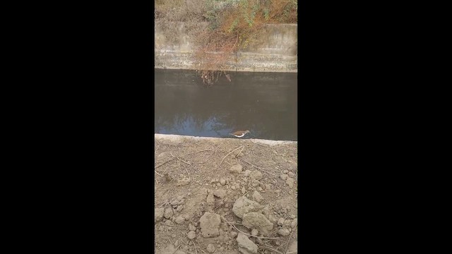 vodouš kropenatý - ML646947588