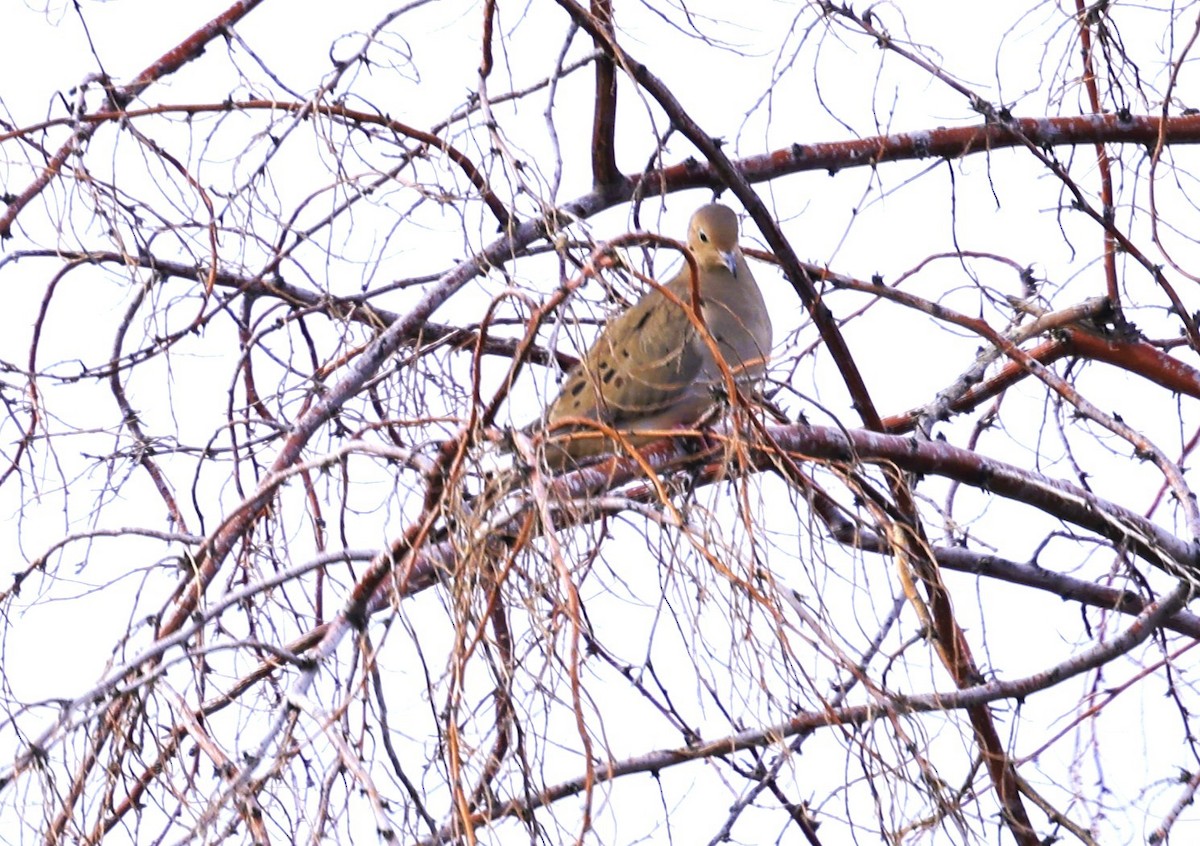 Mourning Dove - ML646947589