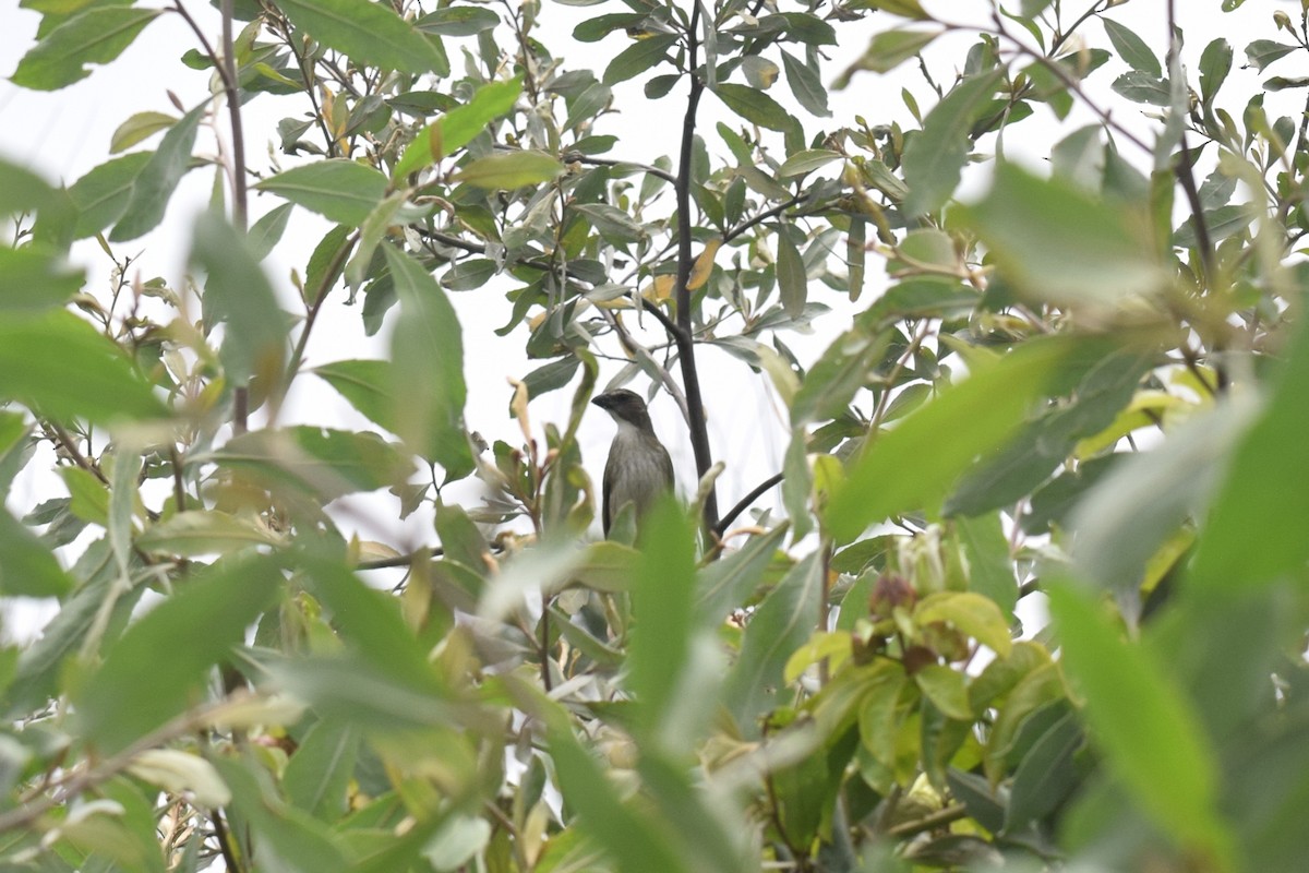 Streaked Saltator - ML646947595