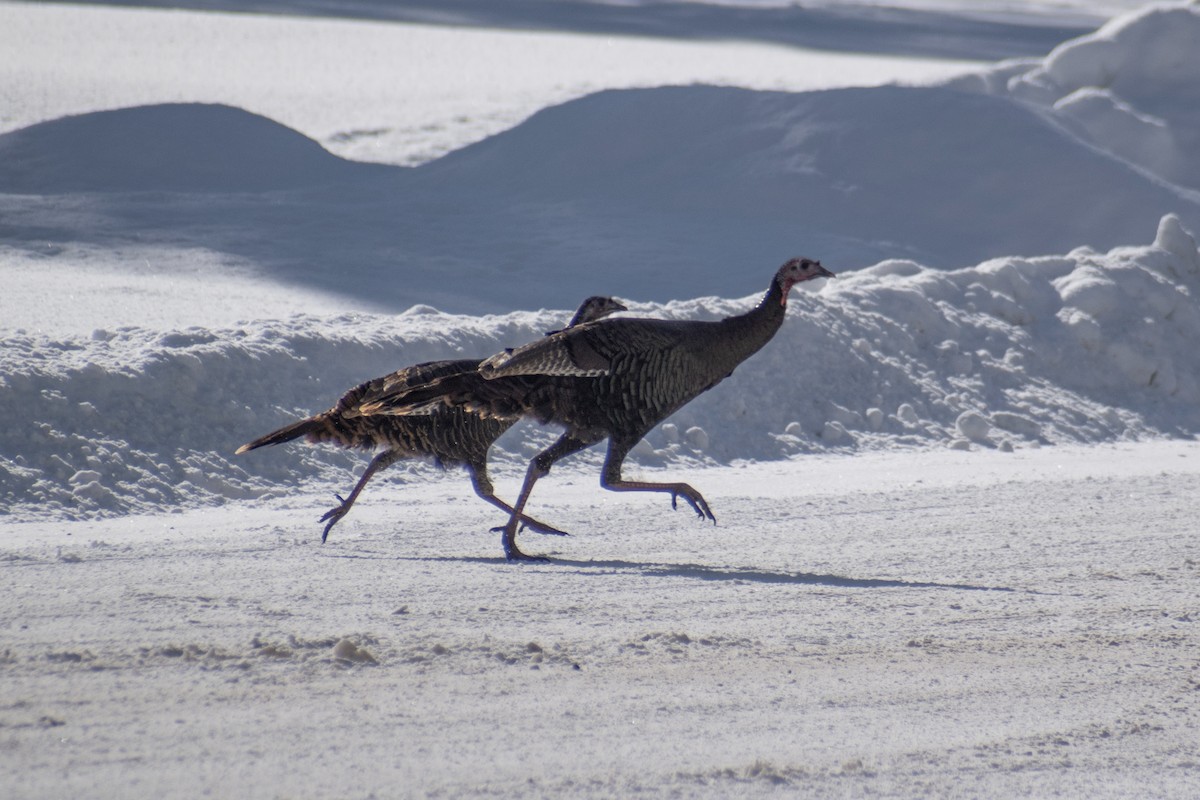 火雞 - ML646947596