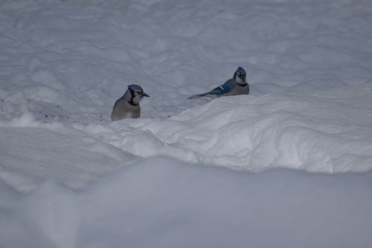 Blue Jay - ML646947603