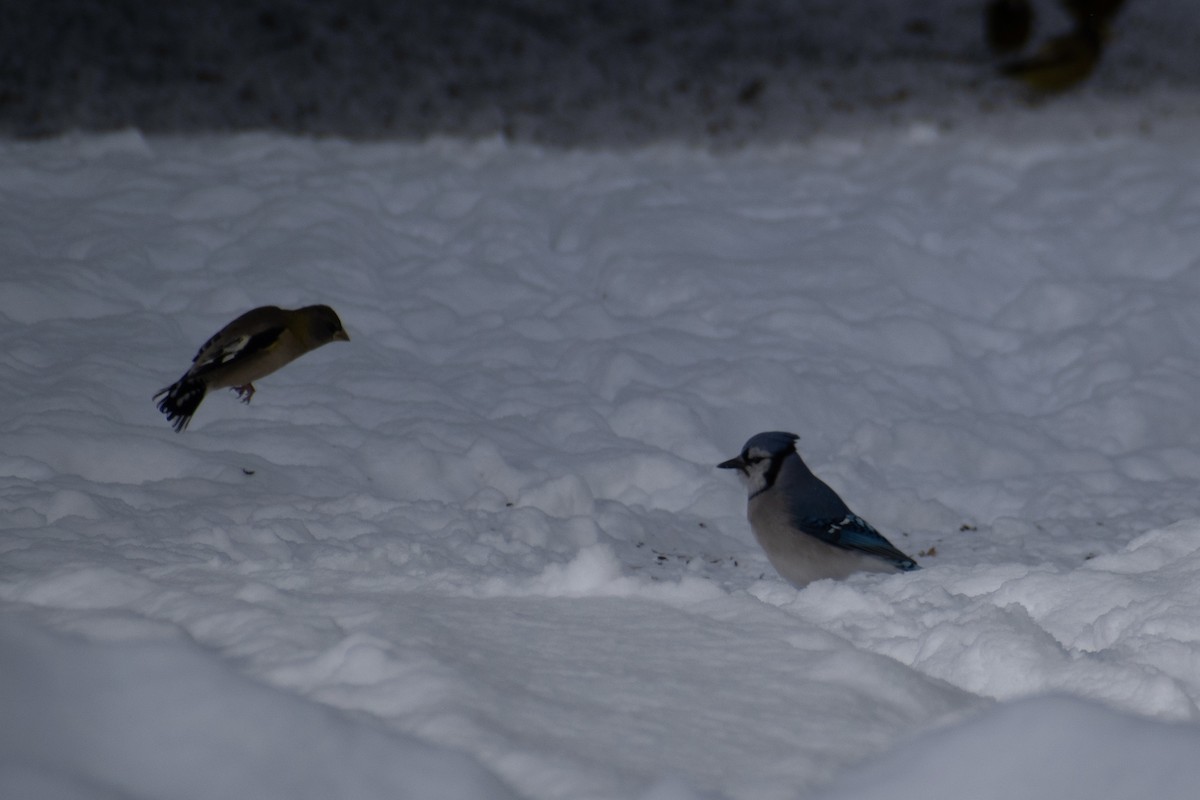 Blue Jay - ML646947604