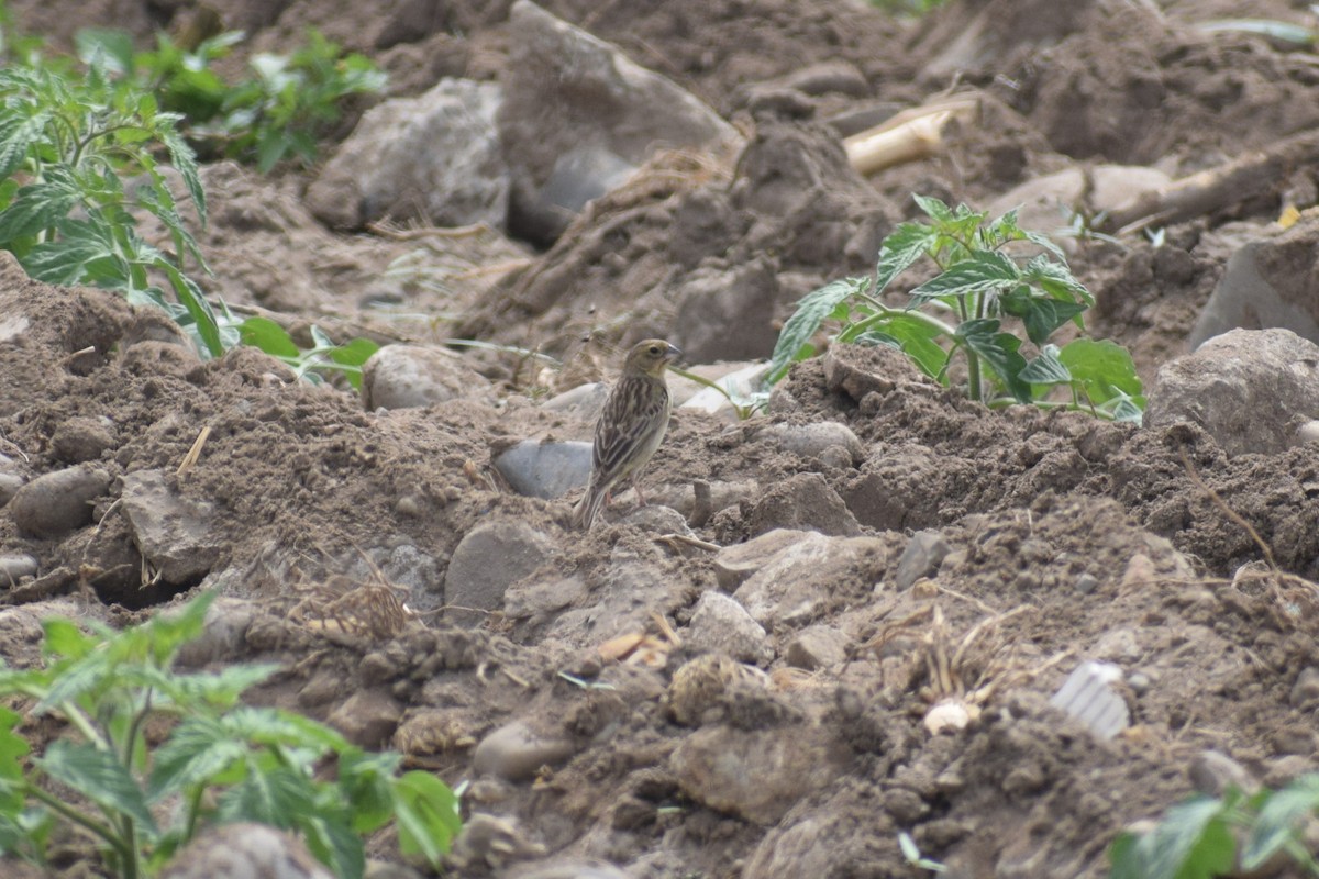 Çayır Kanarya İspinozu - ML646947605