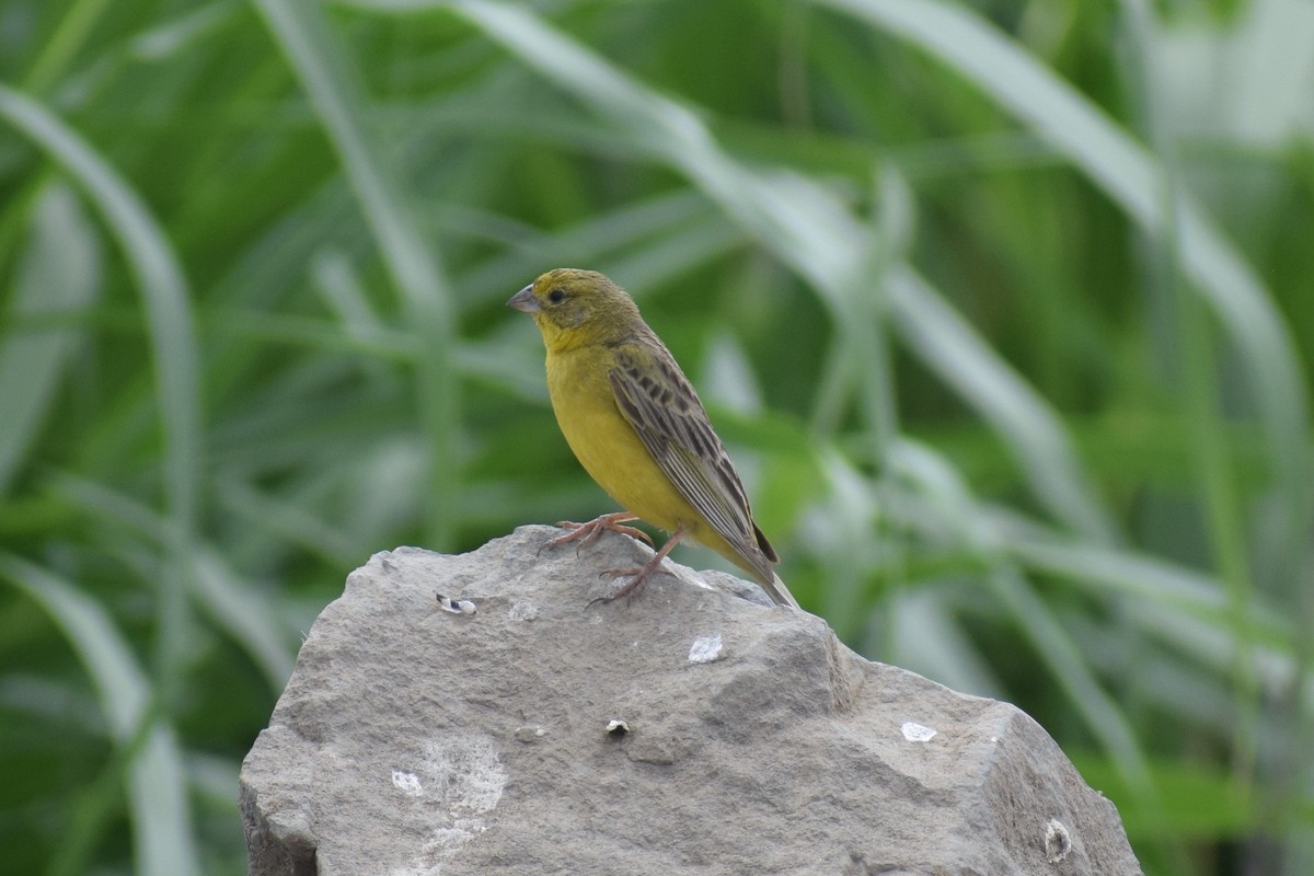 Çayır Kanarya İspinozu - ML646947606