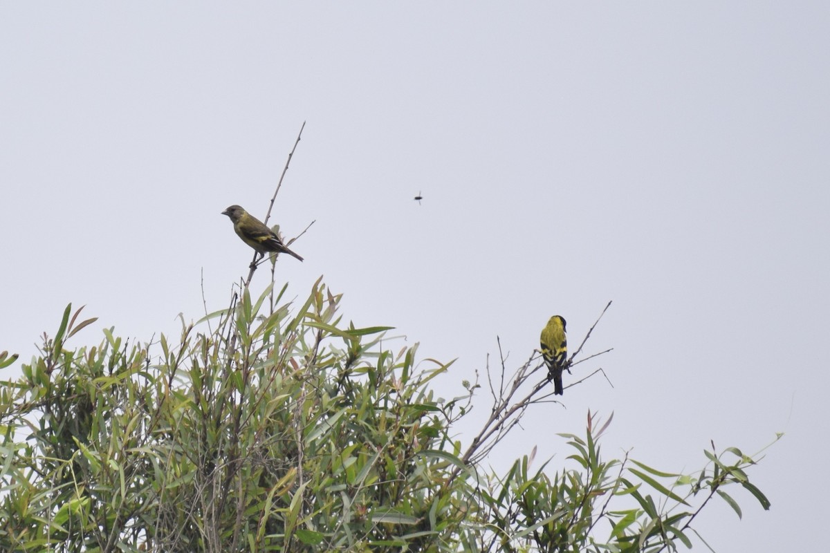 Jilguero Encapuchado - ML646947610