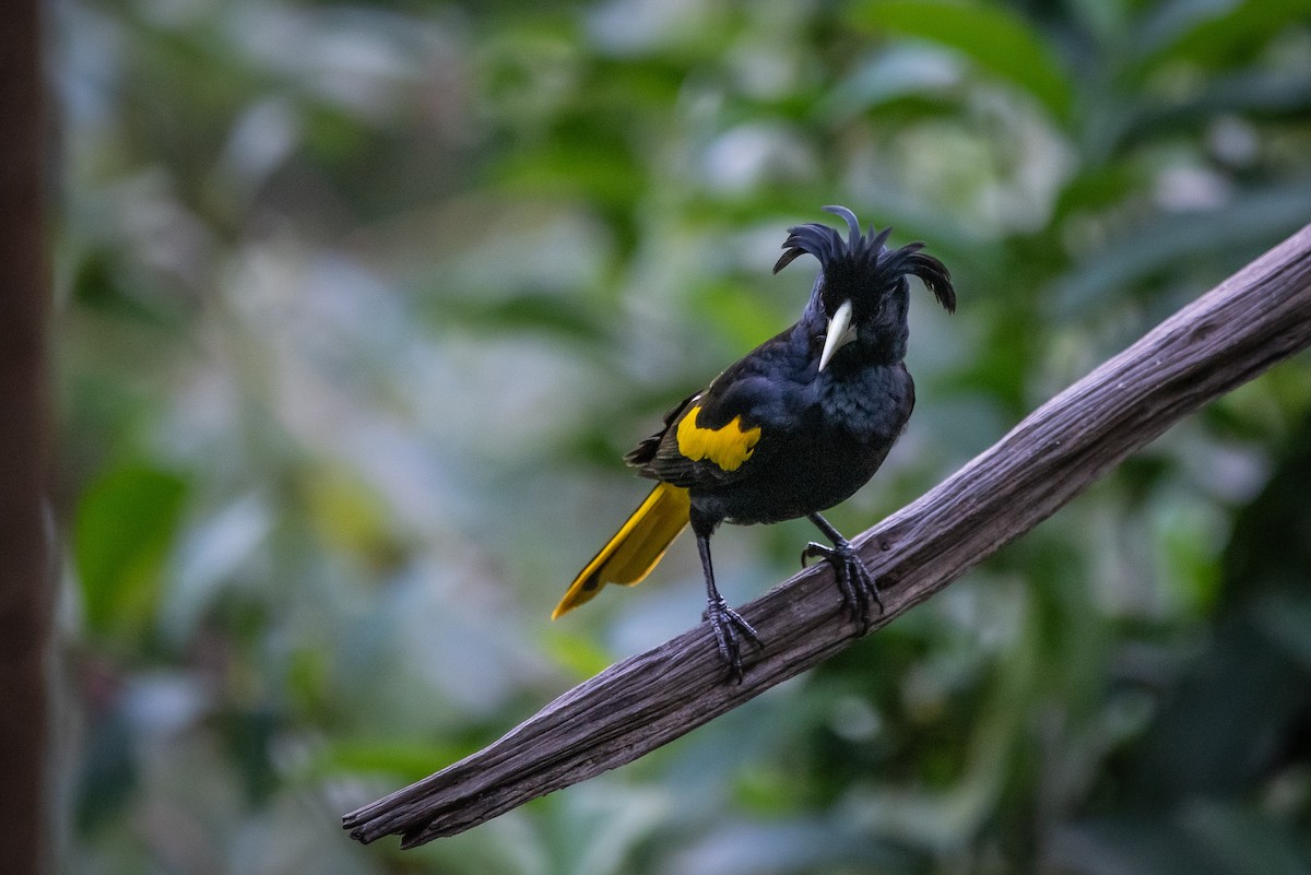 Yellow-winged Cacique - ML646947614