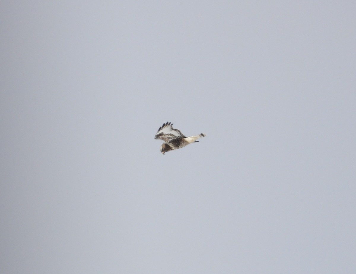 עקב מכנסיים - ML646947616