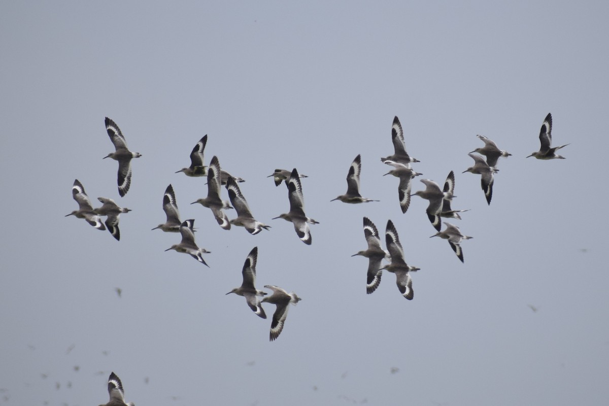 Playero Aliblanco - ML646947626