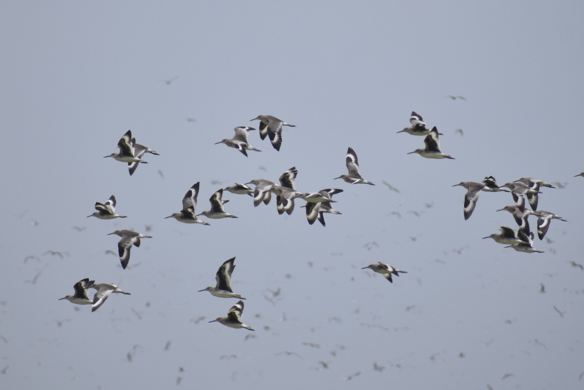 Playero Aliblanco - ML646947627