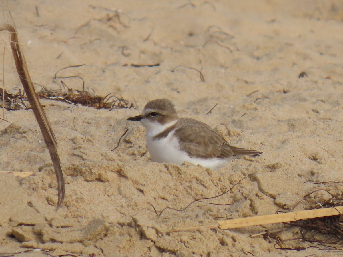 Snowy Plover - ML646947631