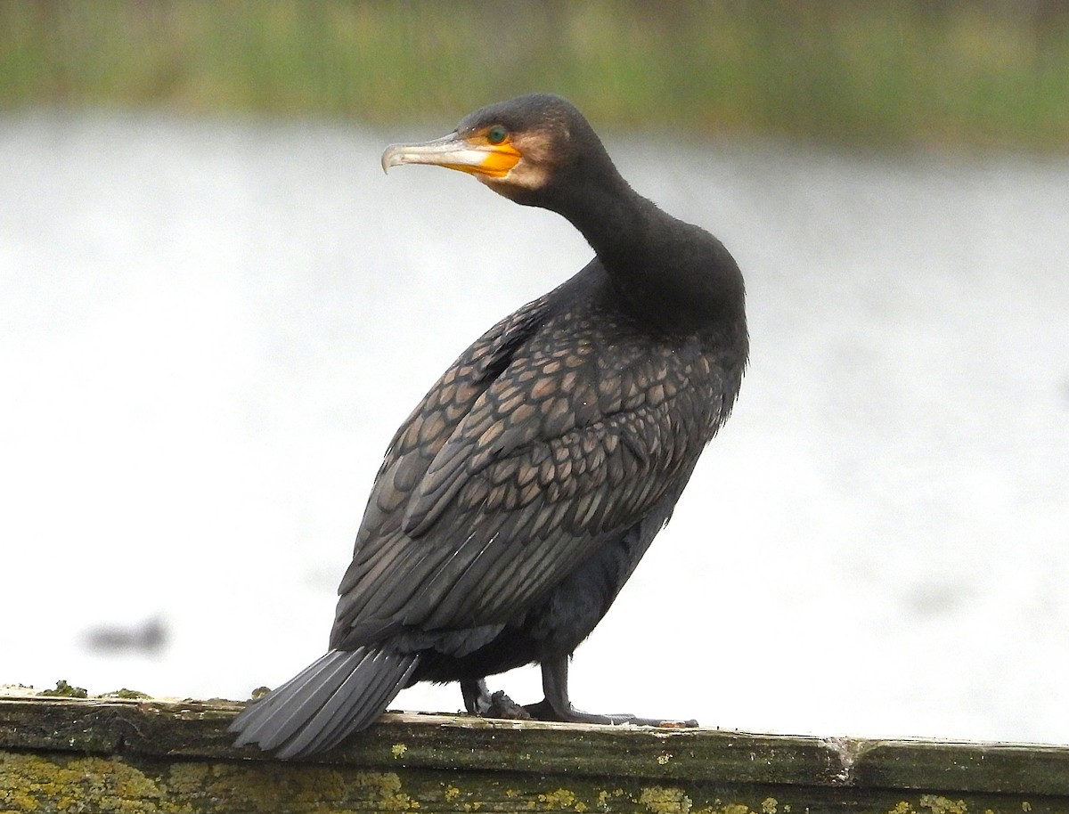 Ubarroi handia - ML646947632