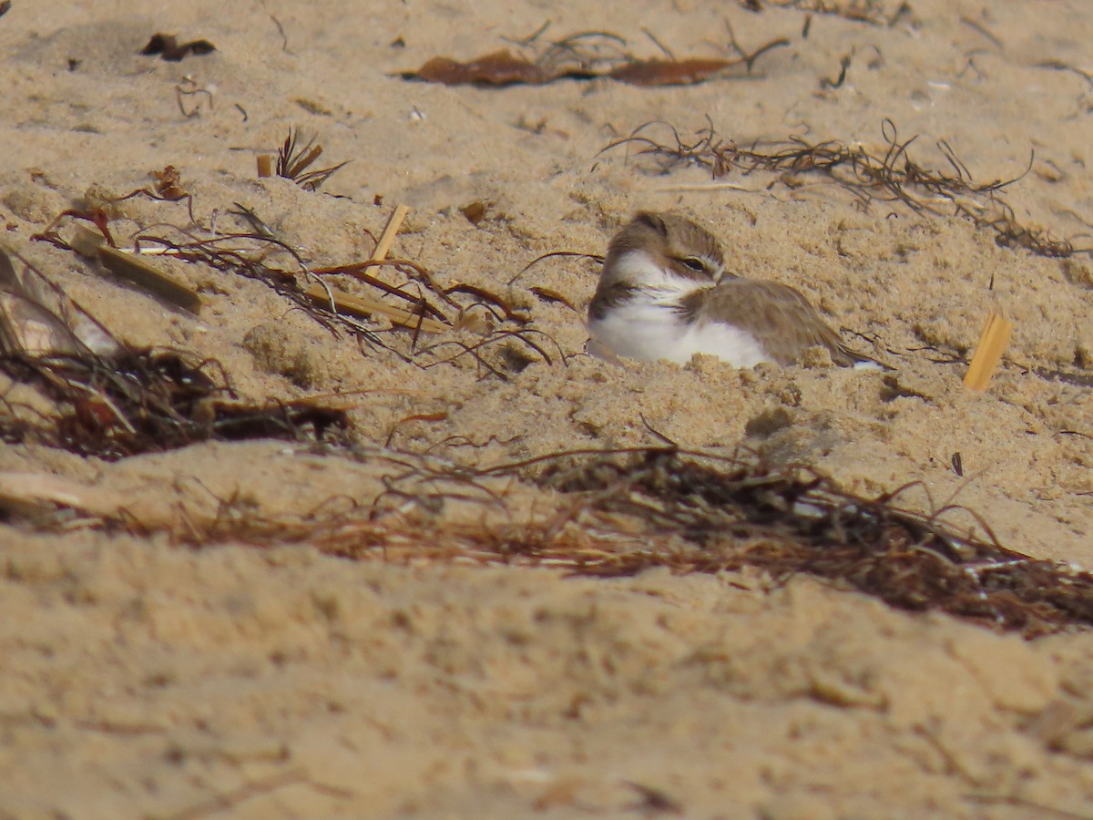 Snowy Plover - ML646947634