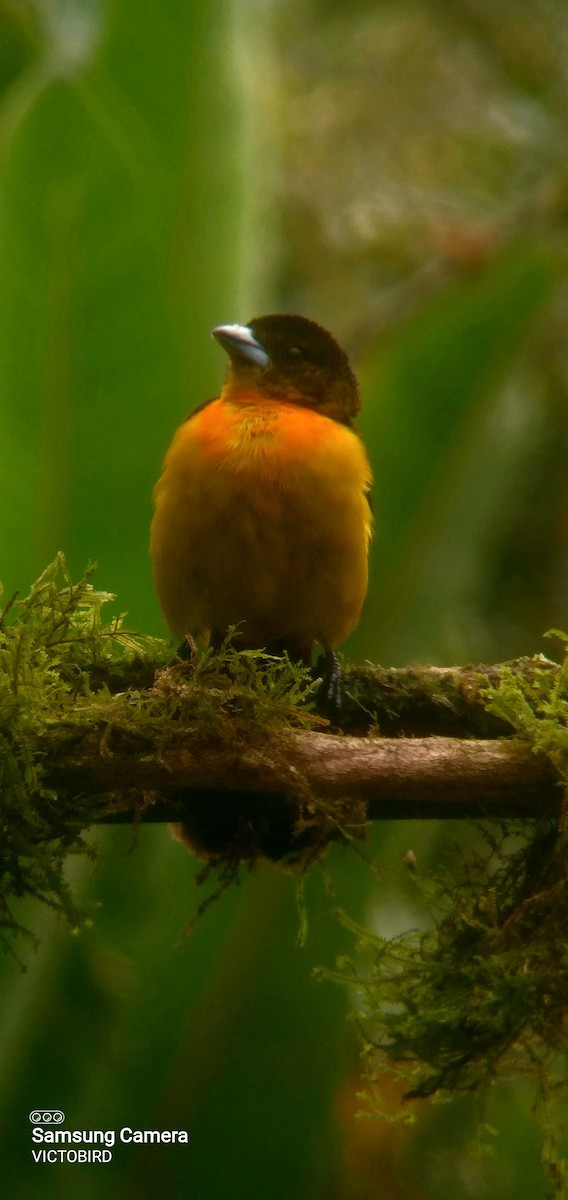Flame-rumped Tanager - ML646947635