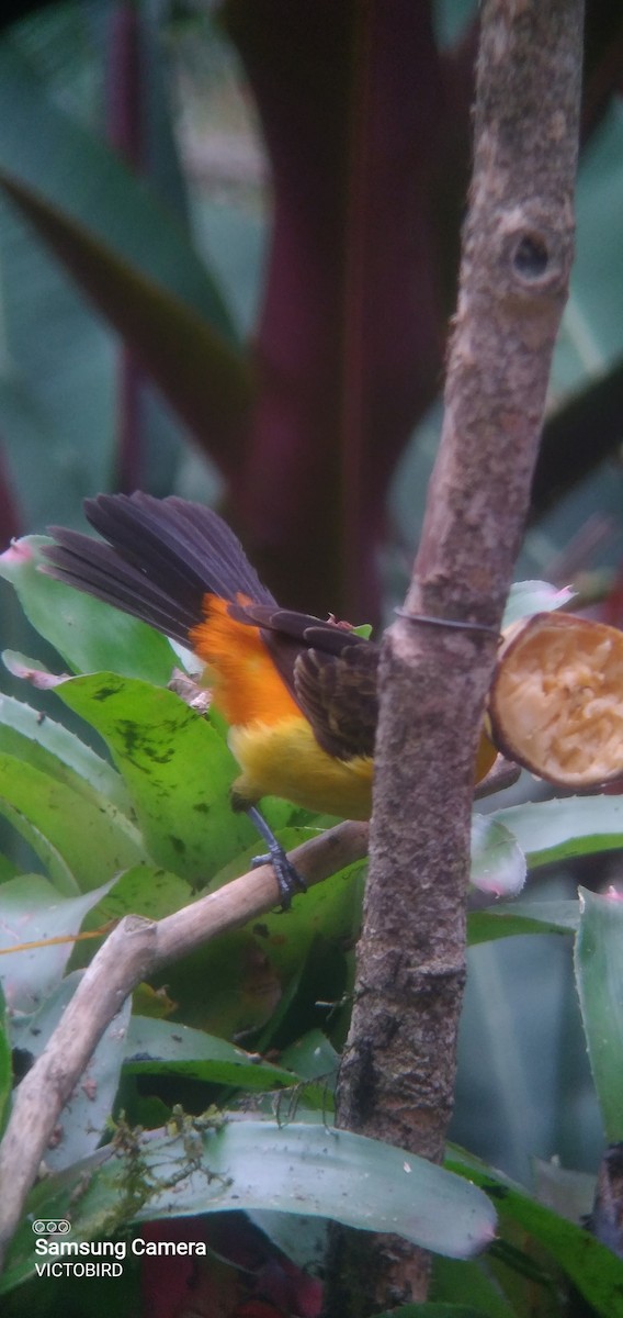 Flame-rumped Tanager - ML646947636