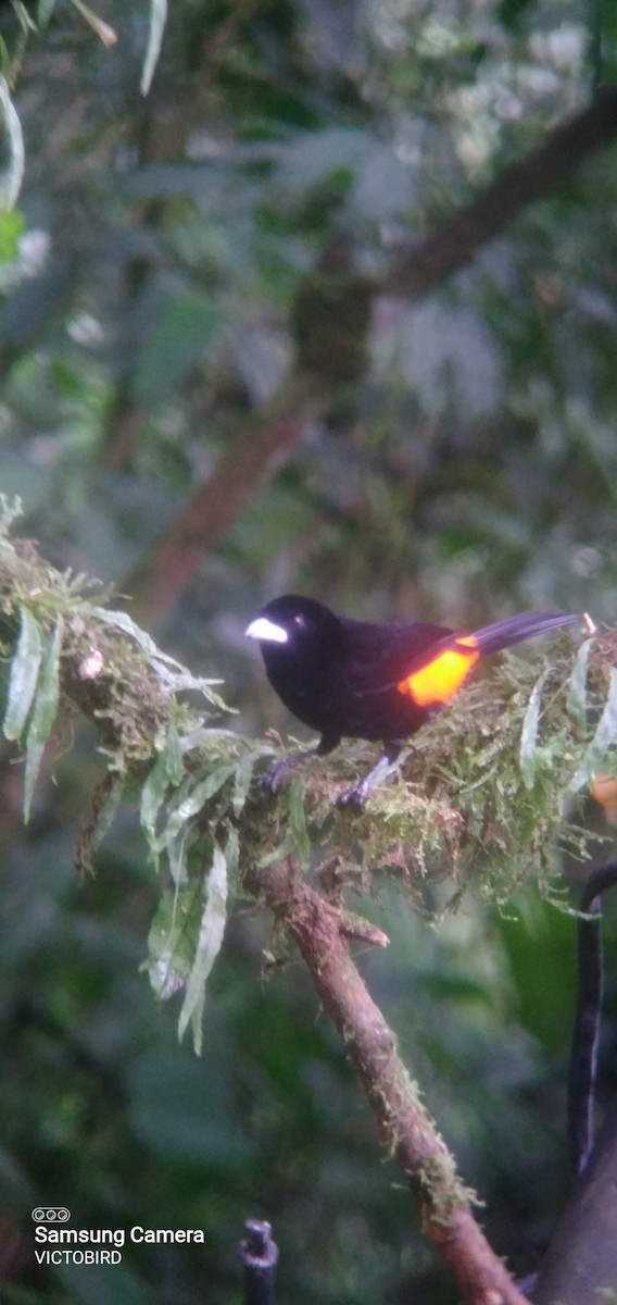 Flame-rumped Tanager - ML646947637