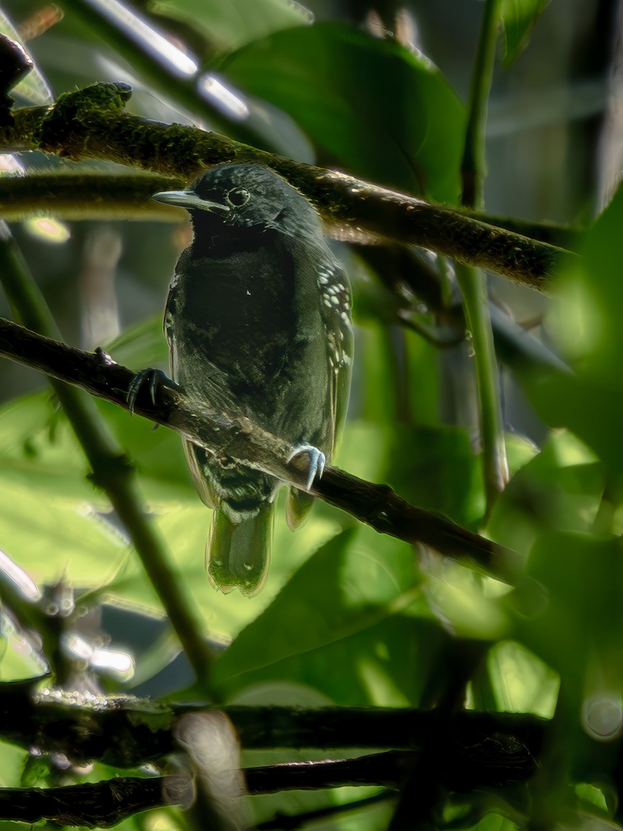 Parker's Antbird - ML646947638