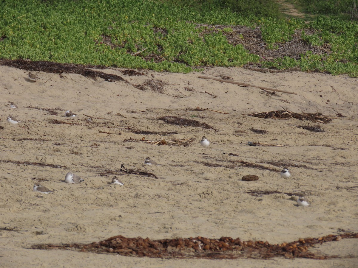 Snowy Plover - ML646947642