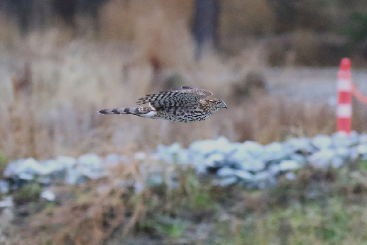 Cooper's Hawk - ML646947643