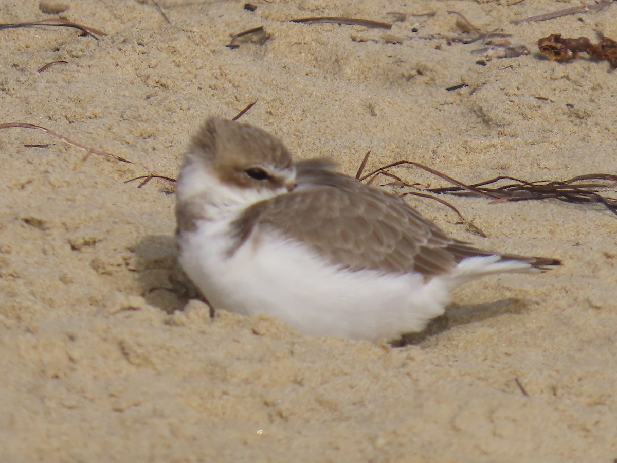 Snowy Plover - ML646947645