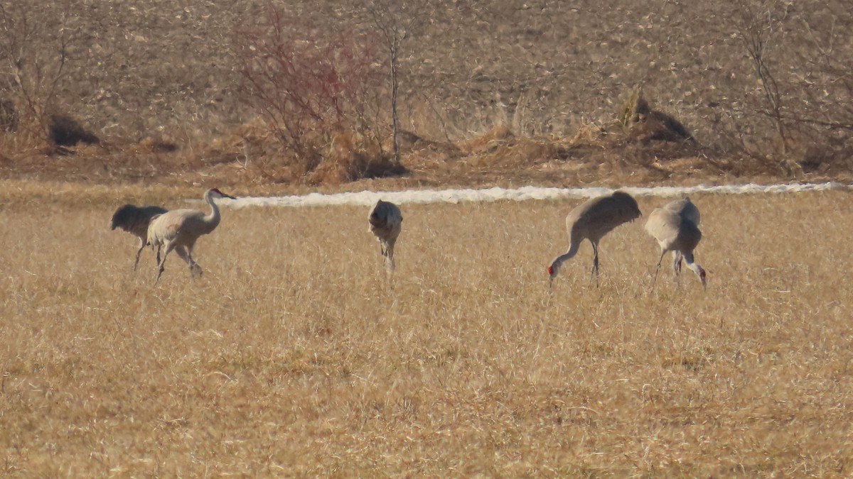 jeřáb kanadský - ML646947649