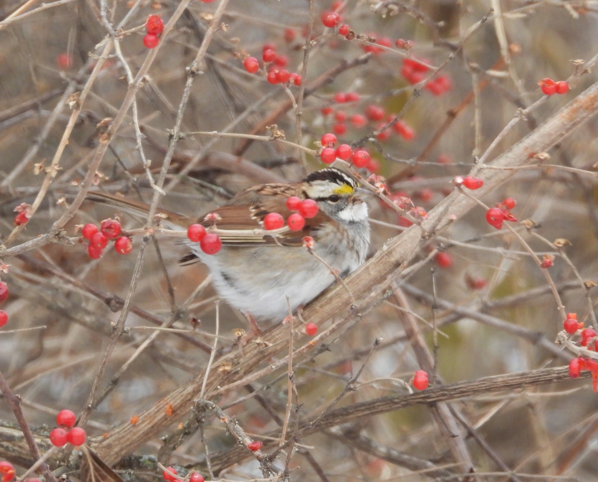 גיבתונית לבנת-גרון - ML646947650