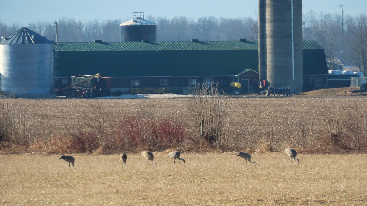 jeřáb kanadský - ML646947651