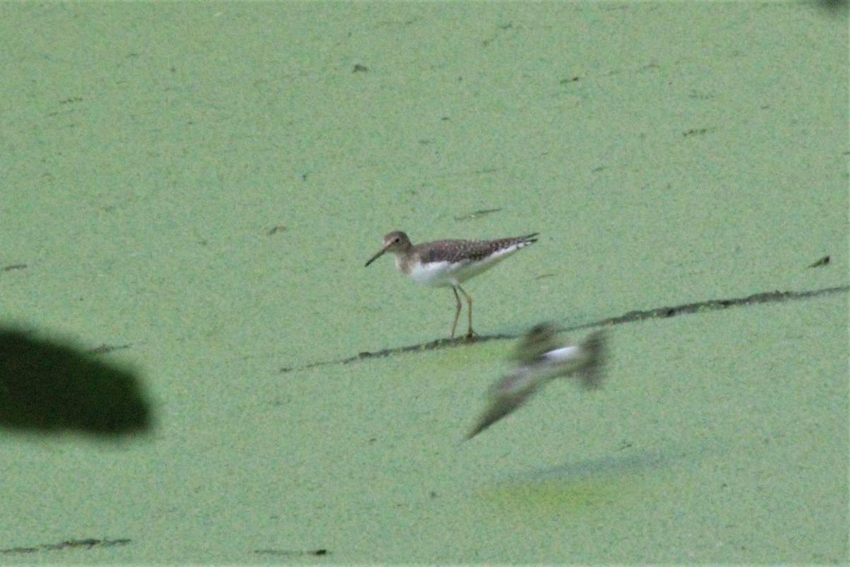 Chevalier solitaire - ML646947652