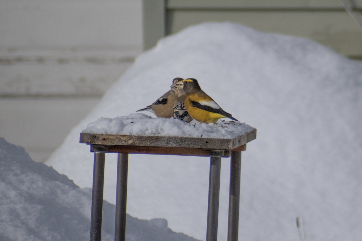 Gros-bec errant - ML646947660