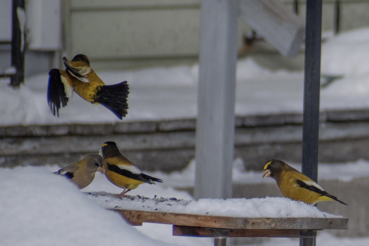 Gros-bec errant - ML646947664