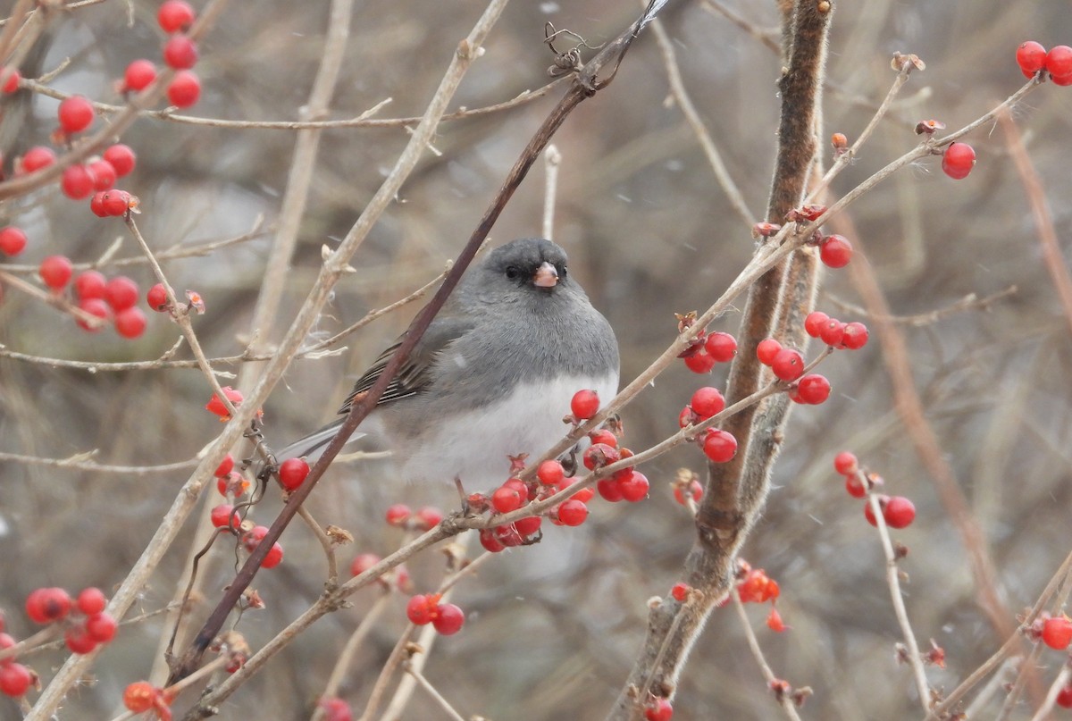 יונקו כהה-עין - ML646947669