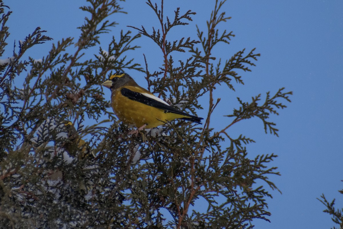 Gros-bec errant - ML646947672