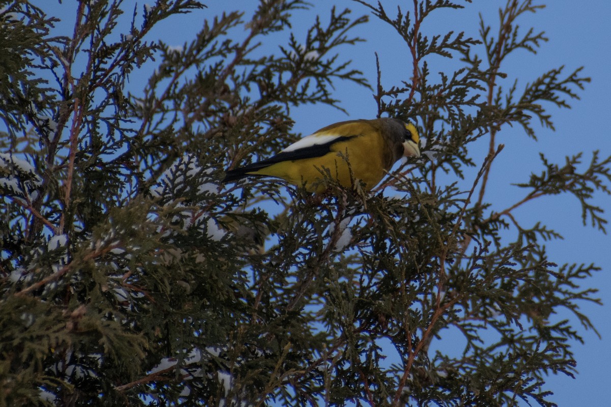 Gros-bec errant - ML646947673