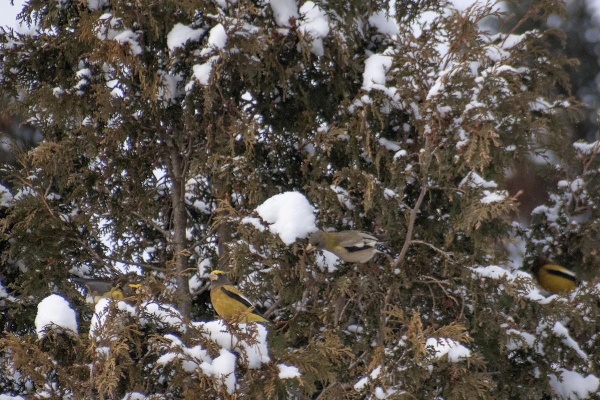 Gros-bec errant - ML646947674