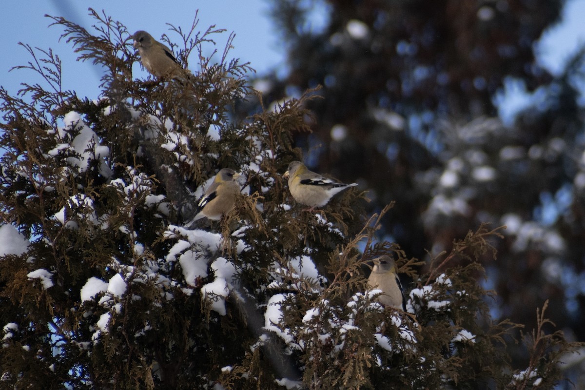 Gros-bec errant - ML646947675