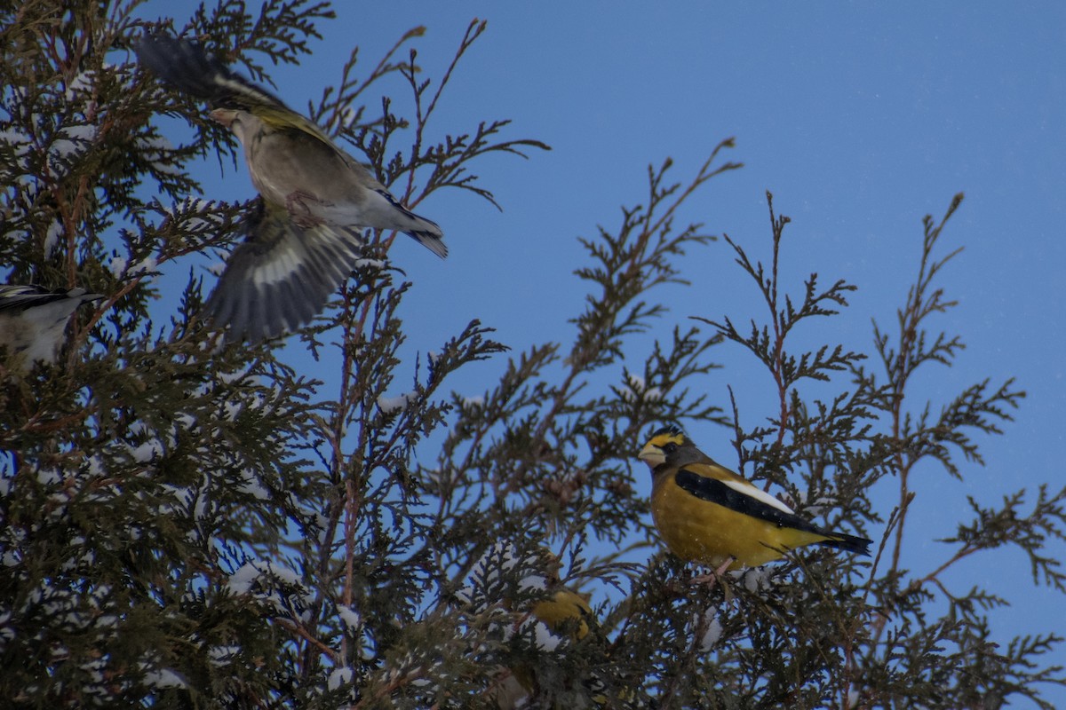 Gros-bec errant - ML646947676