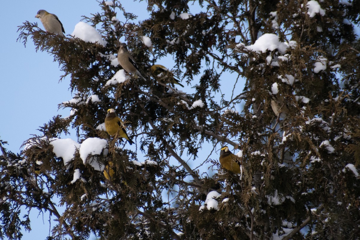 Gros-bec errant - ML646947677